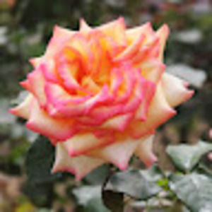 Meet your Posher, Fahmida